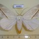 46882p-Noctuidae-Hypopyra-allardi-Uganda-15