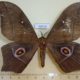 46914p-Saturnidae-Imbrasia-ertli-Uganda-15