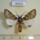 46952p-Notodontidae-Rosinella-rosinaria-Uganda-9