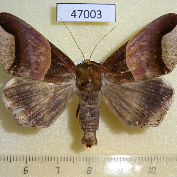 Noctuidae Achaea echo Uganda