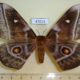 47013p-Saturnidae-Imbrasia-ertli-f-Uganda-25