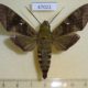 47022p-Sphingidae-Nephele-funebris-Uganda-9