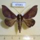 47041p-Noctuidae-Sphingomorpha-marshalli-Uganda-15