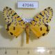 47046p-Arctiidae-Alytarchia-amanda-Uganda-30