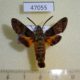 47055p-Sphingidae-Macroglossum-trochilus-Uganda-20