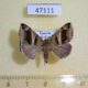 47111p-Noctuidae-Dysgonia-derogans-Uganda-12