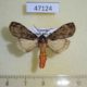 47124p-Arctiidae-Stenarctia-abdominalis-Uganda-15