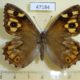 47184p-Satyridae-Hipparchia-pellucida-f-Georgia-10
