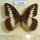 47189p-Satyridae-Chazara-briseis-Geprgia-6