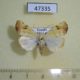 47335p-Noctuidae-Xanthodes-albago-Uganda-7