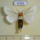 47359p-Notodontidae-Antheua-simplex-Uganda-8