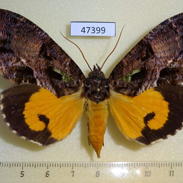 Noctuidae Eudocima imperator f Madagascar