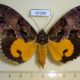 47399p-Noctuidae-Eudocima-imperator-f-Madagascar-30