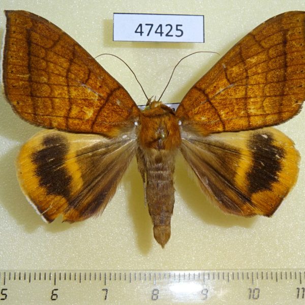 Noctuidae Achaea catocalina Uganda