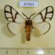 47453p-Notodontidae-Anaphe-infracta-Uganda-18