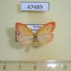 47489p-Arctiidae-Miltochrista-miniata-Khakassia-rep.-5