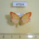 47504p-Arctiidae-Miltochrista-miniata-Khakassia-rep.-5