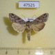 47525p-Noctuidae-Cucullia-fraudatrix-Primorye-9