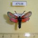 47538p-Zygaenidae-Zygaena-loti-Khacassia-rep.-6