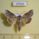 47543p-Noctuidae-Cucullia-mandschuriae-Primorye-6