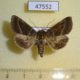 47552p-Noctuidae-Pyrrhia-bifasciata-Primorye-9
