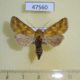 47560p-Noctuidae-Conisania-luteago-Khakassia-rep.-10