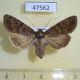 47562p-Noctuidae-Mamestra-brassicae-f-Khakassia-rep.-6