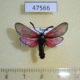 47566p-Zygaenidae-Zygaena-loti-Khacassia-rep.-6