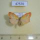 47570p-Arctiidae-Miltochrista-miniata-Khakassia-rep.-5
