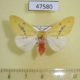 47580p-Arctiidae-Lemyra-jankowskii-Primorye-5