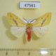 47581p-Arctiidae-Lemyra-jankowskii-Primorye-5