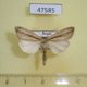 47585p-Noctuidae-Senta-flammea-Primorye-6