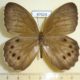 47624p-Satyridae-Ninguta-schrenkii-Primorye-6