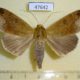 47642p-Noctuidae-Ophiusa-pseudotirhaca-Uganda-12