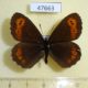 47663p-Satyridae-Erebia-jeniseiensis-Krasnoyarsk-reg.-3