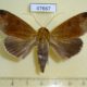 47667p-Noctuidae-Ophiusa-pseudotirhaca-Uganda-12