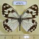 47671p-Satyridae-Melanargia-halimede-Primorye-5