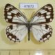 47672p-Satyridae-Melanargia-halimede-Primorye-5