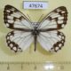 47674p-Satyridae-Melanargia-halimede-Primorye-5