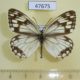 47675p-Satyridae-Melanargia-halimede-Primorye-5