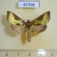 47708p-Noctuidae-Diachrysia-stenochrysis-Primorye-5