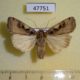 47751p-Noctuidae-Xestia-c-nigrum-Primorye-5