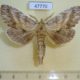47770p-Notodontidae-Pterostoma-sinicum-Primorye-6