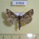 47808p-Noctuidae-Panchrysia-ornata-f-Amur-reg.-10