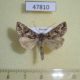 47810p-Noctuidae-Panchrysia-ornata-Amur-reg.-7