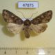 47875p-Noctuidae-Mamestra-brassicae-Primorye-5