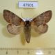 47901p-Notodontidae-Peridea-jankowskii-Amur-reg.-6