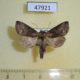 47921p-Noctuidae-Abrostola-triplasia-Krasnoyarsk-reg.-5