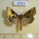 47923p-Noctuidae-Diachrysia-stenochrysis-Krasnoyarsk-reg.-6