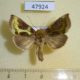 47924p-Noctuidae-Diachrysia-stenochrysis-Krasnoyarsk-reg.-6